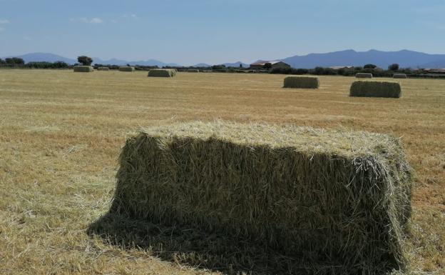 El tiempo esta semana: siguen las altas temperaturas que amenazan al cereal