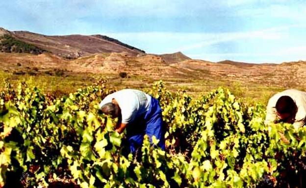 Asaja cree que la agricultura de secano no soportará las altas temperaturas previstas y habrá importantes pérdidas para el campo leonés