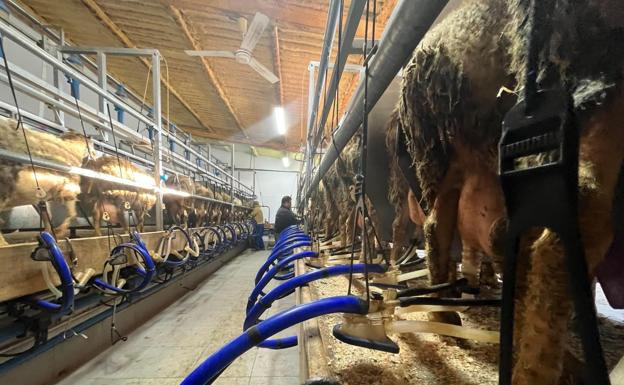 Los ganaderos de leche podrán revisar sus contratos por el incremento de costes