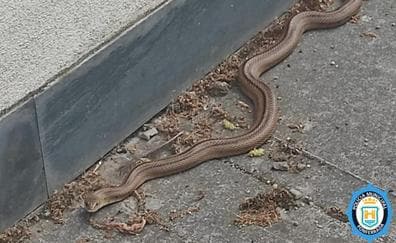La Policía Local de Ponferrada recupera y devuelve a su hábitat natural una serpiente localizada a las puertas del Conservatorio