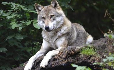 El Constitucional admite a trámite el recurso del Gobierno contra la Ley de Caza de Castilla y León por el lobo