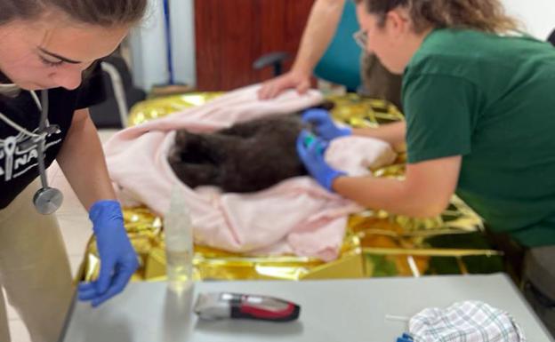El osezno encontrado en Igüeña responde positivamente al tratamiento, pero continúa en estado crítico
