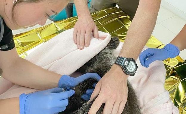 IU León apoya crear un centro de recuperación de animales silvestres en la provincia de León