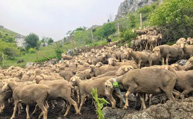 'Pastoras en las Redes', proyecto sostenible en la Reserva de la Biosfera del Alto Bernesga