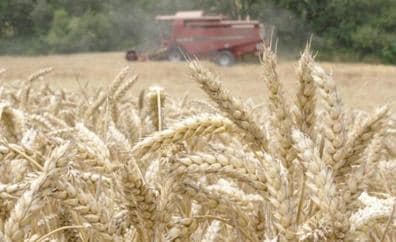 El cereal sube con cautela mientras los cultivos de secano están «muy por debajo de las expectativas»