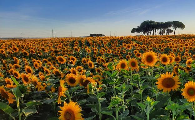 El girasol y la colza, los cultivos que más aumentan su superficie cultivada en Castilla y León