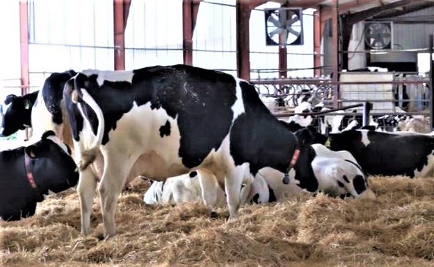 UCCL reivindica el valor de los productores de leche ante el aumento del consumo per cápita hasta los 73,11 litros al año