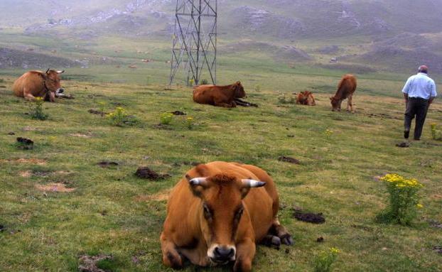 La «invasión de las vacas de Asturias» llega a Pinos en una guerra que no tiene fin