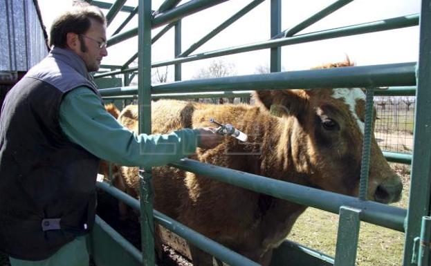 «Matar a todos los animales no resuelven el problema de tuberculosis»