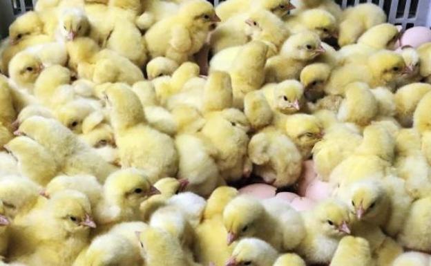 Critican la instalación de una macrogranja para 124.000 pollos en Santovenia de la Valdoncina