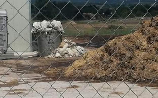 Polémica en Santa Colomba de Somoza por una posible alerta sanitaria en una explotación ovina