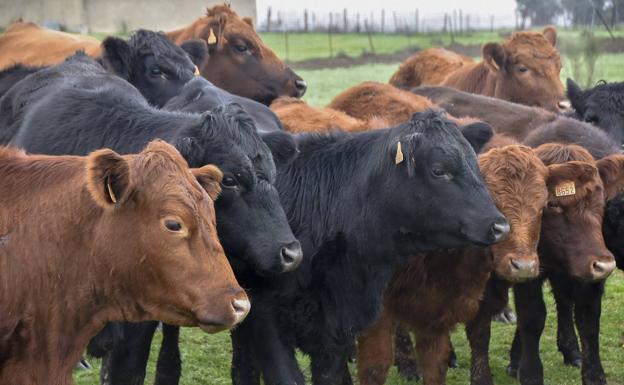 Castilla y León recibirá 35,7 millones para ayudar a los sectores ganaderos afectados por la guerra de Ucrania