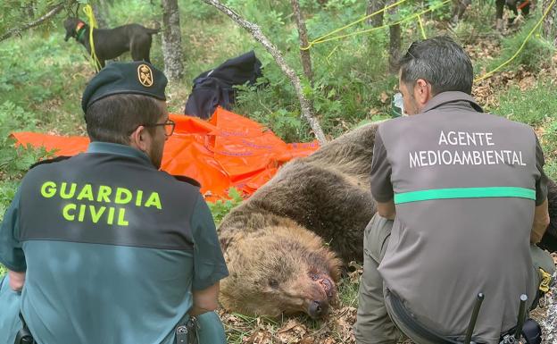 Operación rescate de un osezno tras despeñarse su madre y un oso macho