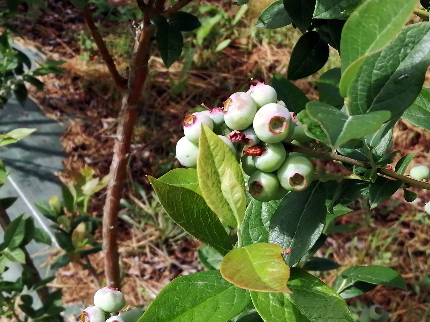 'Cultivando nuestro futuro'