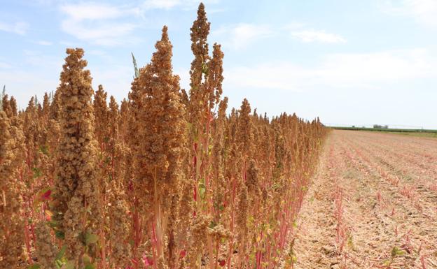 Quinoa del Páramo, pasión por la agricultura y la innovación