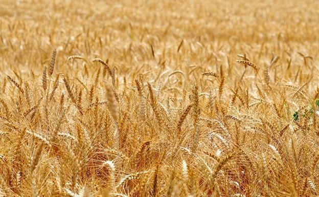UCCL lamenta que «la especulación se haya apoderado un año más» del sector de los cereales