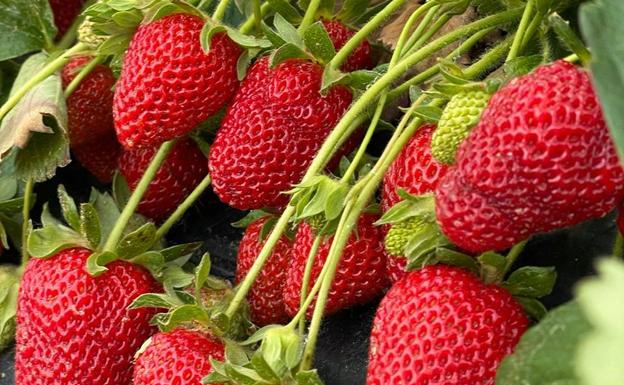 Almanza se preparar para vivir un fin de semana con sabor a fresas