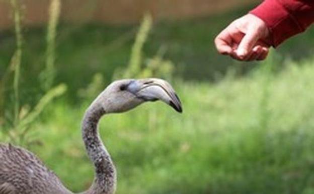 Más de la mitad de los animales silvestres que entran en los centros de recuperación se pueden liberar