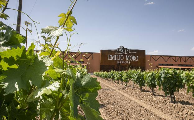 Bodegas Emilio Moro presenta la quinta añada del blanco godello El Zarzal elaborado en El Bierzo