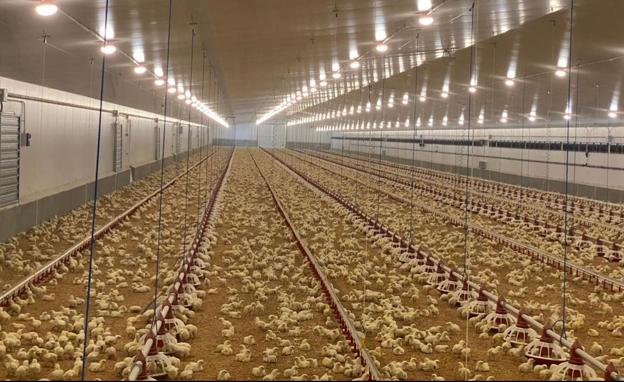 UPA alerta del «posible desabastecimiento» de carne de pollo en octubre