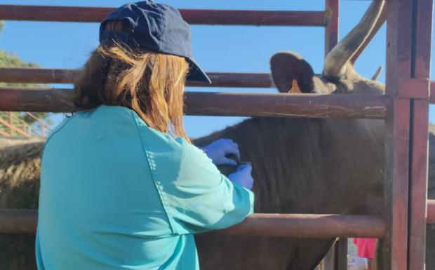 El sindicato de veterinarios pide amparo a Mañueco ante el «oprobio» de la Consejería de Agricultura