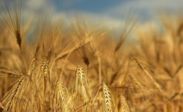 Comienza a cotizar la cebada en la lonja de este miércoles
