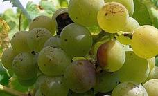 La Estación de Avisos y la DO recomiendan proteger los viñedos del Bierzo contra el ataque de la polilla del racimo