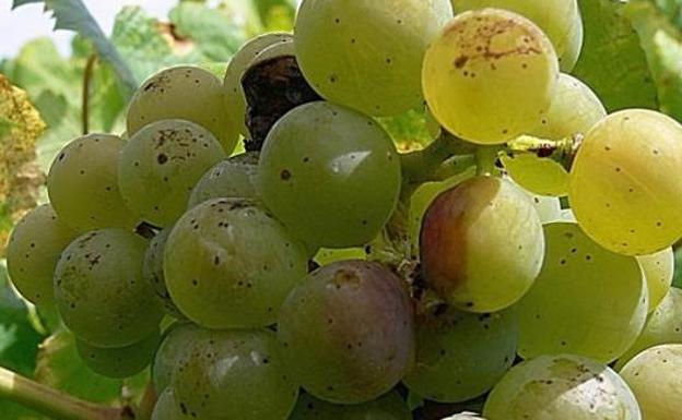 La Estación de Avisos y la DO recomiendan proteger los viñedos del Bierzo contra el ataque de la polilla del racimo