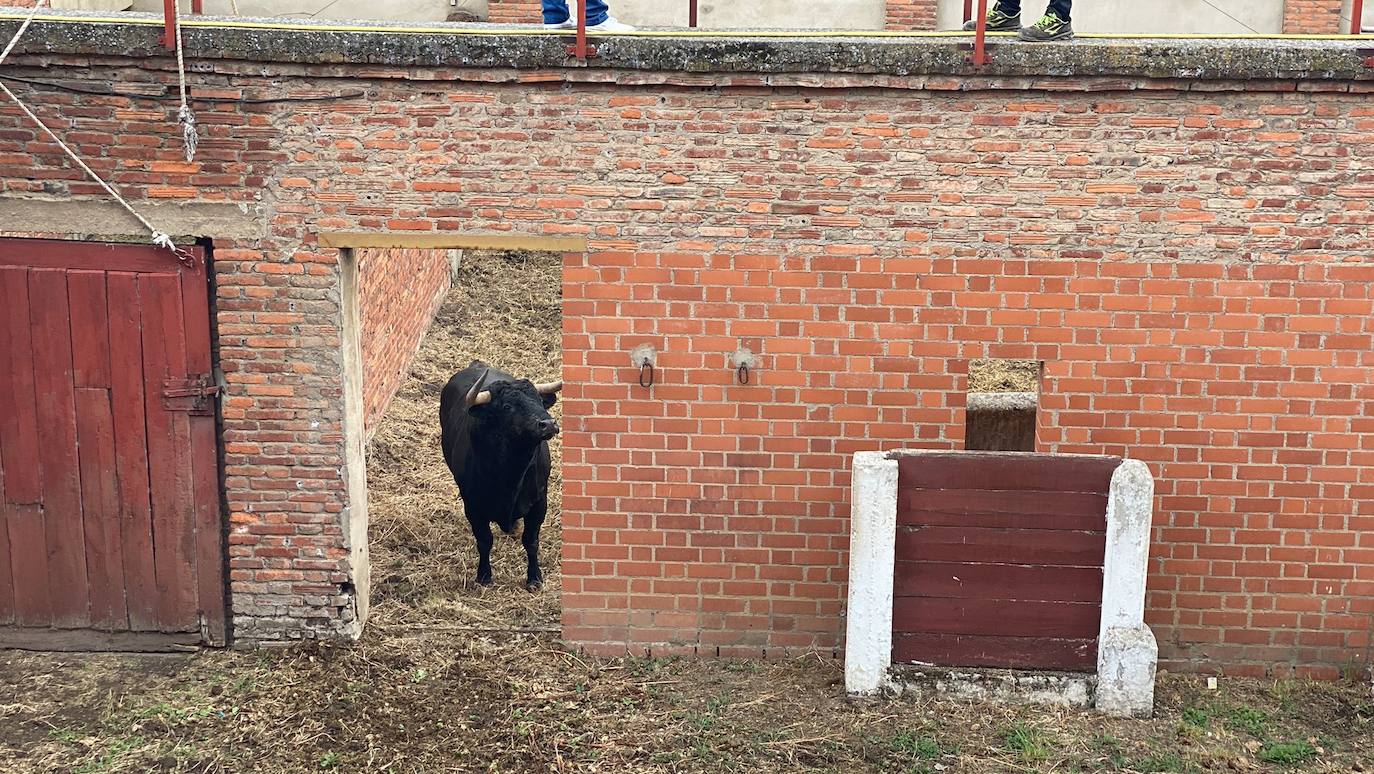 Los toros llegan a León antes del gran día de feria