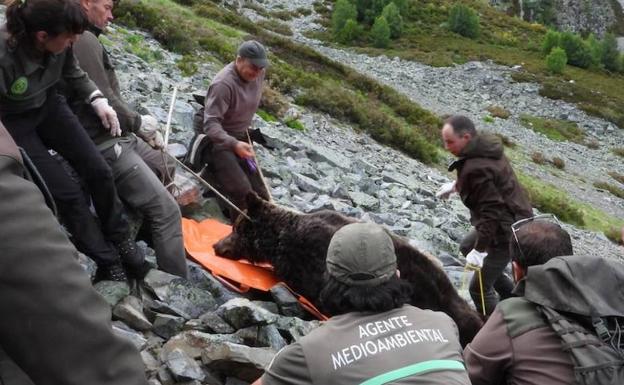 Localizan un ejemplar de oso pardo muerto en Anllares de Sil que será analizado en el CRAS de Valladolid