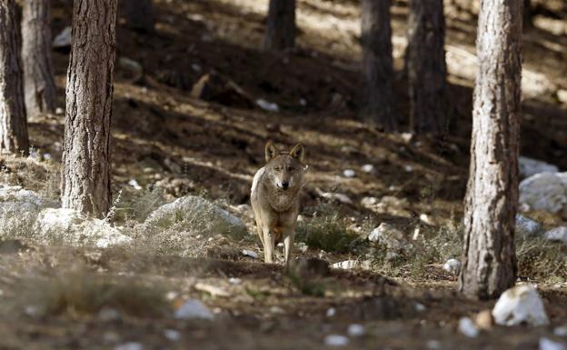 Quiñones defiende que los controles del lobo «no son indiscriminados»