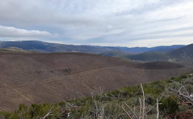 Los bosques de León presentan una defoliación que supera el umbral límite atribuible a un estado «saludable»