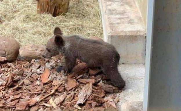 El osezno recuperado en Igüeña evoluciona favorablemente en el Centro de Recuperación de Fauna Silvestre de Cantabria