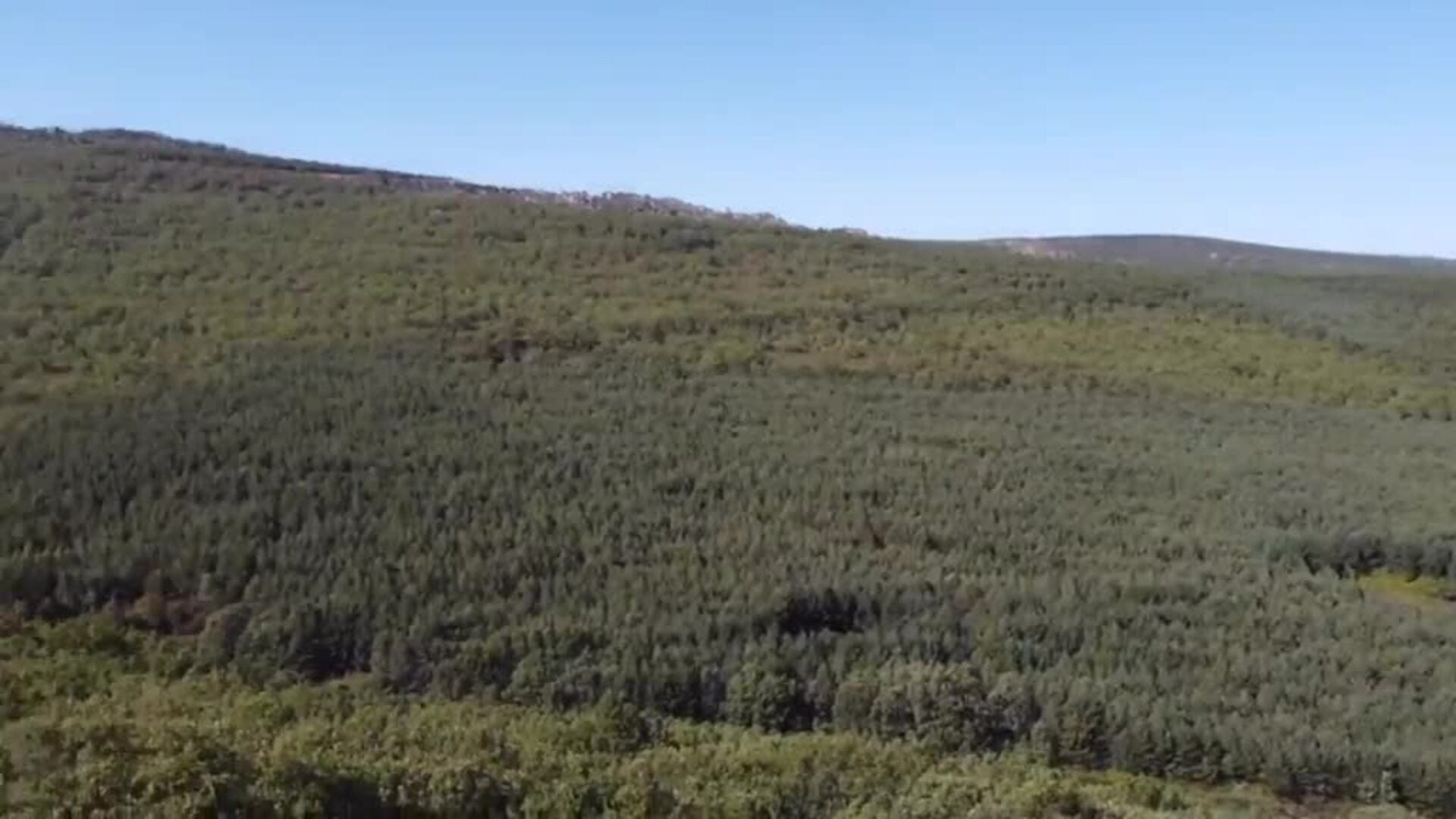 La fauna que sobrevive entre las cenizas que cubren la Sierra de la Culebra