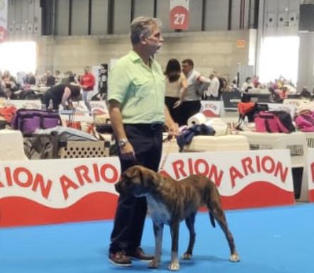 León se corona en Madrid con dos perros alano campeones del mundo