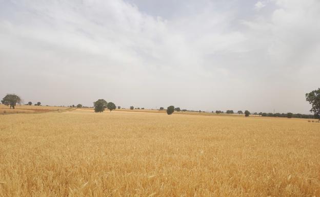 Cotiza la cebada en Zamora después de tres semanas sin precio para los cereales