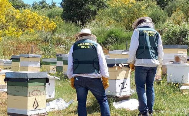 Detenido tras sustraer 20 colmenas y ocho enjambres de abejas en Montejos del Camino