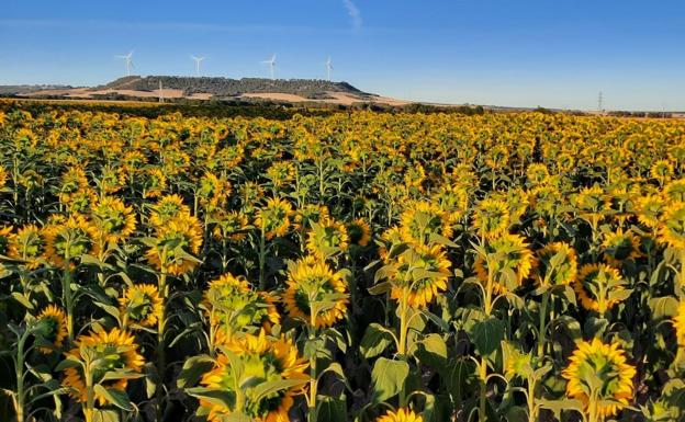 Asaja asegura que la nueva PAC deja sin incentivo real al girasol y la colza