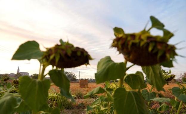 El cultivo de oleaginosas de Castilla y León supone casi la mitad del millón de hectáreas nacionales