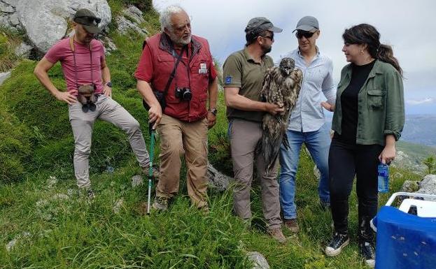 Tres nuevos quebrantahuesos vuelan en los Picos de Europa