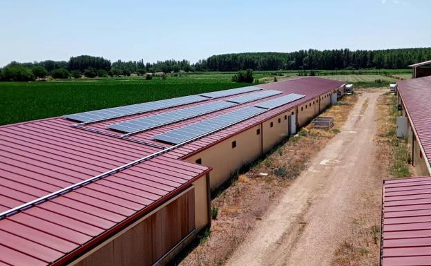 Cien placas solares para hacer frente al sobrecoste energético en las explotaciones avícolas