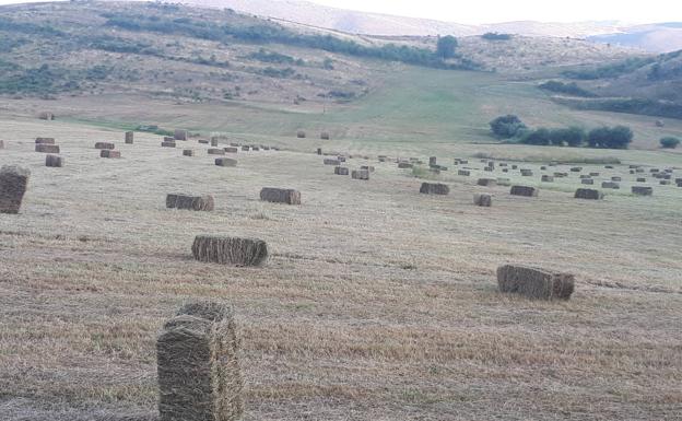 La sequía golpea a los ganaderos de León: el forraje se encarece un 50%