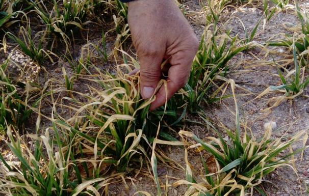 Investigadores de la Usal constatan el avance de la sequía agrícola durante los últimos 30 años