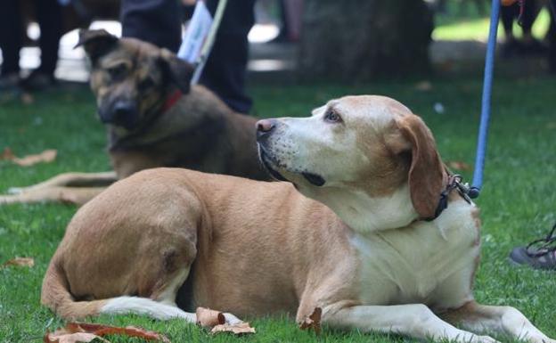 La Policía Local de León denuncia a dos personas por entrar con sus perros al Parque del Cid
