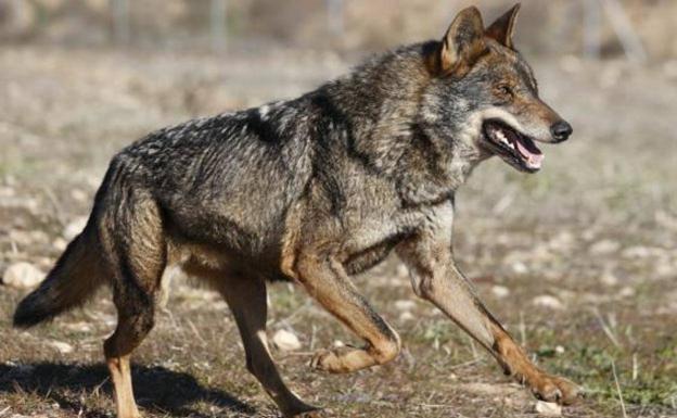 PACMA califica de «cachetada sin mano» la anulación de la Ley para cazar lobos al norte del Duero