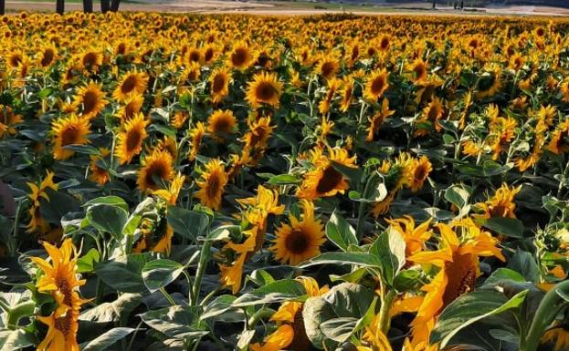 Asaja prevé una reducción de un 35% en los rendimientos del girasol en la provincia de León