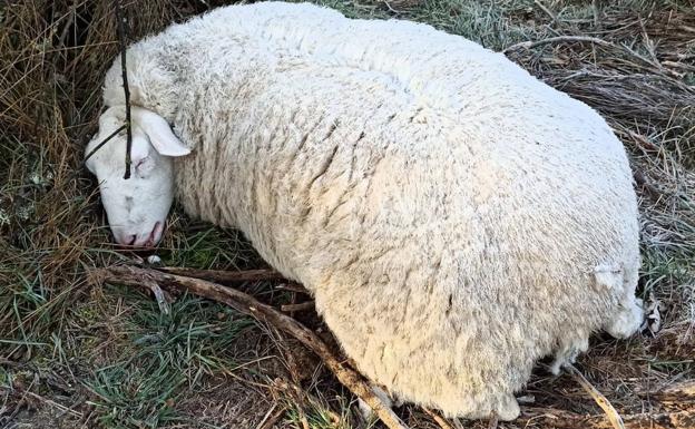 Ganaderos dicen no haber recibido nada de los 20 millones para compensar ataques del lobo