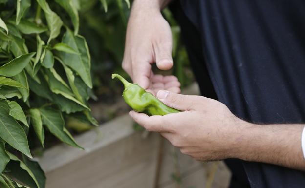 El precio del pimiento se multiplica por ocho del campo a la mesa