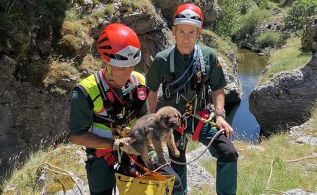 Un rescate de lo más animal