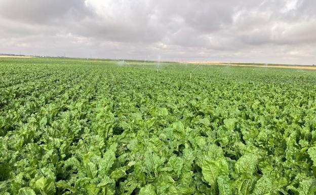 El tiempo esta semana: persisten las altas temperaturas con restricciones para el riego